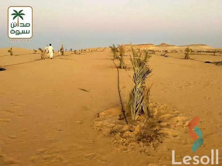 زراعية للبيع بمساحة 21,000 متر في سيوة مطروح 