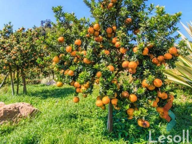 زراعية للبيع بمساحة 8,400,000 متر في مدينة السادات المنوفية 