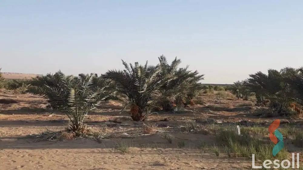 زراعية للبيع بمساحة 57,000 متر في الواحات البحرية الجيزة 