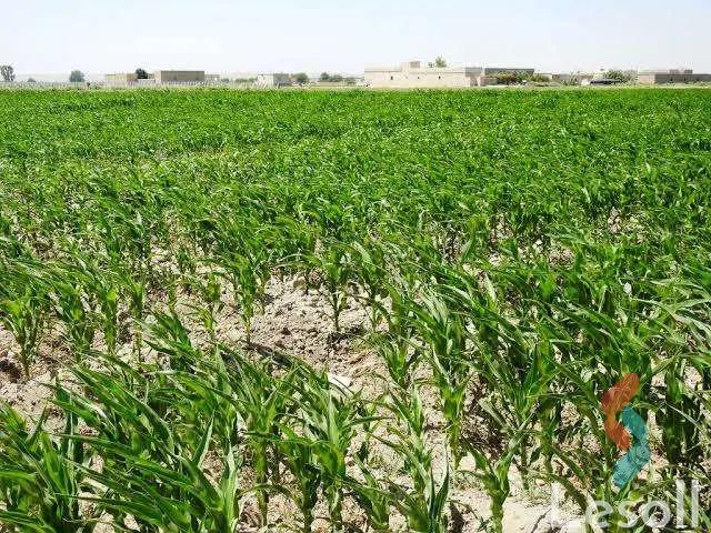 زراعية للبيع بمساحة 8,400,000 متر في مدينة السادات المنوفية 