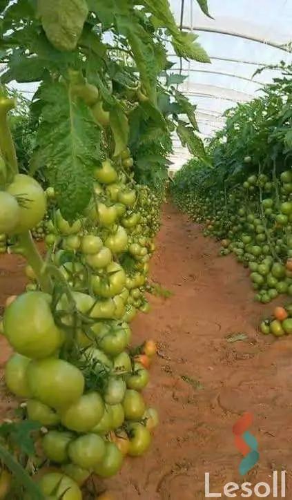 زراعية للبيع بمساحة 8,400,000 متر في مدينة السادات المنوفية 