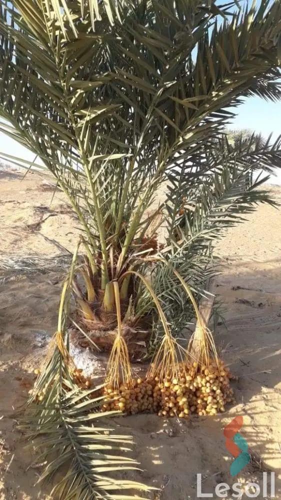 زراعية للبيع بمساحة 57,000 متر في الواحات البحرية الجيزة 