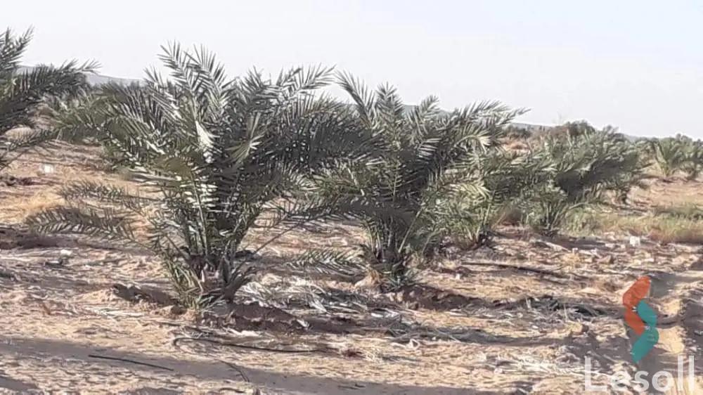 Agriculture for sale with an area 57,000 meters in Al Wahat Al Baharia Giza  - All Images