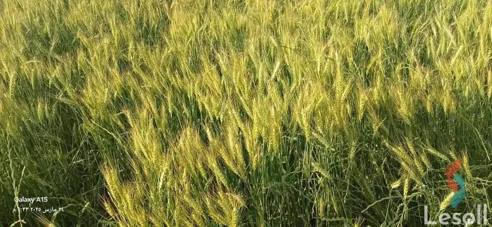 زراعية للبيع بمساحة 2,100 متر في العامرية الاسكندرية 