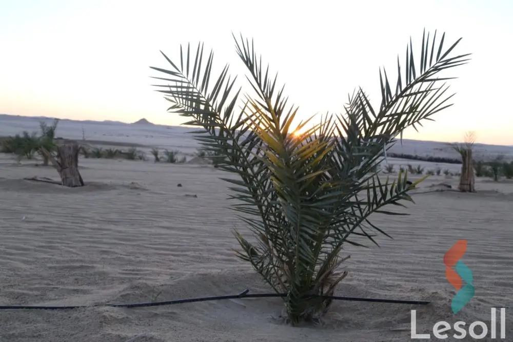 زراعية للبيع بمساحة 21,000 متر في سيوة مطروح 