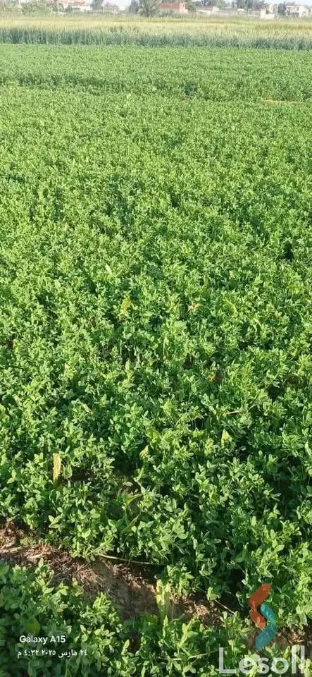 زراعية للبيع بمساحة 2,100 متر في العامرية الاسكندرية 