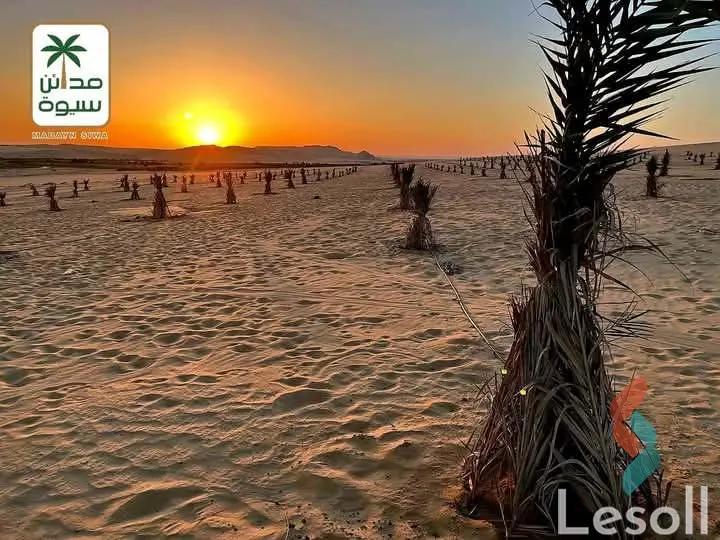 زراعية للبيع بمساحة 21,000 متر في سيوة مطروح 