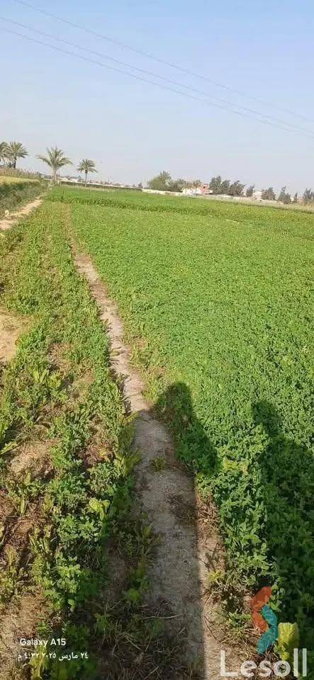 زراعية للبيع بمساحة 2,100 متر في العامرية الاسكندرية 