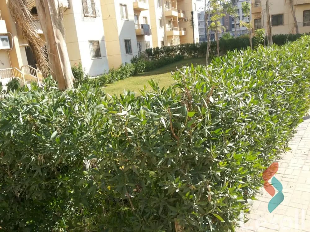 Apartment for monthly rent with an area 71 meters and 2 room in Cheikh Zayed Giza - Image 3