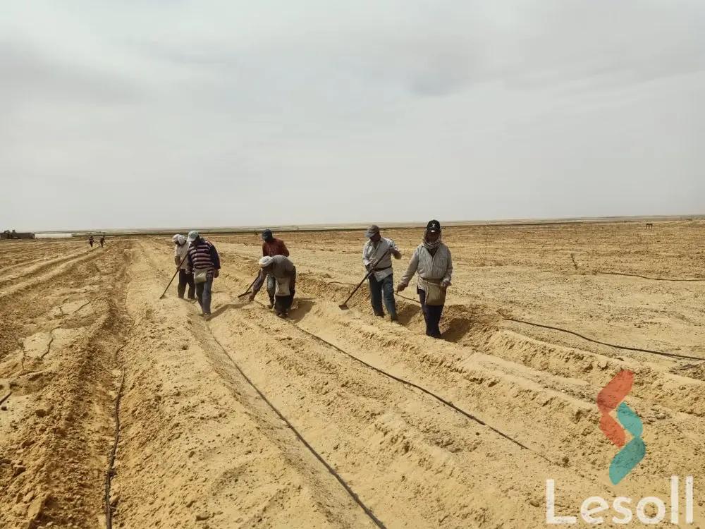 ارض زراعية للبيع بمساحة 63000 متر في طامية الفيوم 