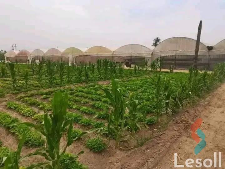 Land agriculture for sale with an area of 200 meters in Tamiya Fayoum 