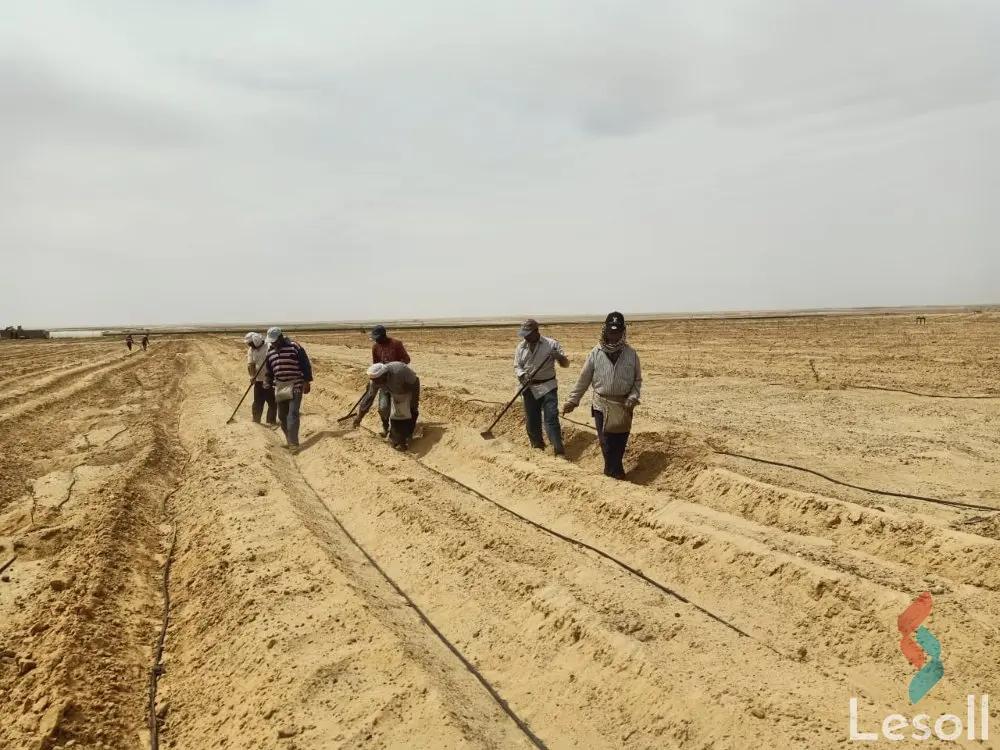 ارض زراعية للبيع بمساحة 20 متر في طامية الفيوم 