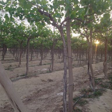 ارض زراعية للبيع بمساحة 60 متر في وادي النطرون البحيرة 