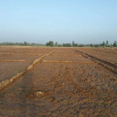 ارض زراعية للبيع بمساحة 42004 متر في البصيلية اسوان 