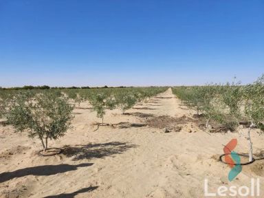 زراعية للبيع بمساحة 10,500 متر في سيوة مطروح 