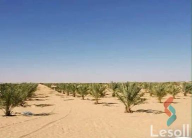 زراعية للبيع بمساحة 10,500 متر في سيوة مطروح 