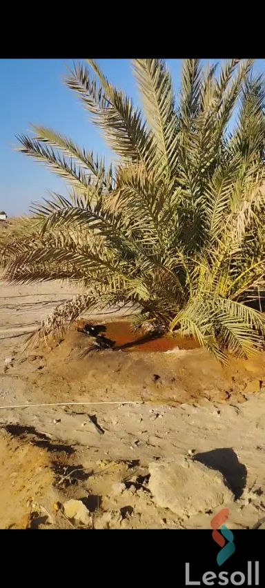 زراعية للبيع بمساحة 12,000 متر في الواحات البحرية الجيزة 