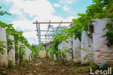 زراعية للبيع بمساحة 8,400,000 متر في مدينة السادات المنوفية 