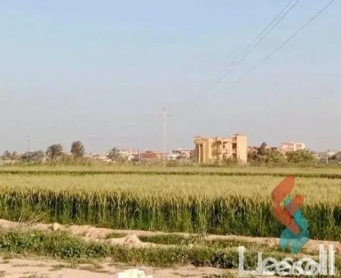 زراعية للبيع بمساحة 2,100 متر في العامرية الاسكندرية 