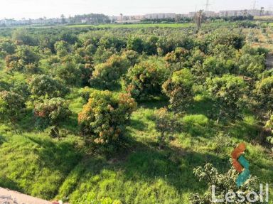 Land agriculture for sale with an area of 8400 meters in Ismailia Ismailia 