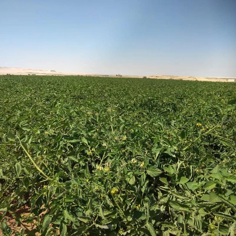 Land agriculture for sale with an area of 20 meters in Beni Suef