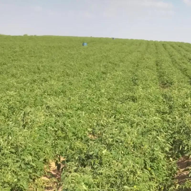 Land agriculture for sale with an area of 20 meters in Beni Suef