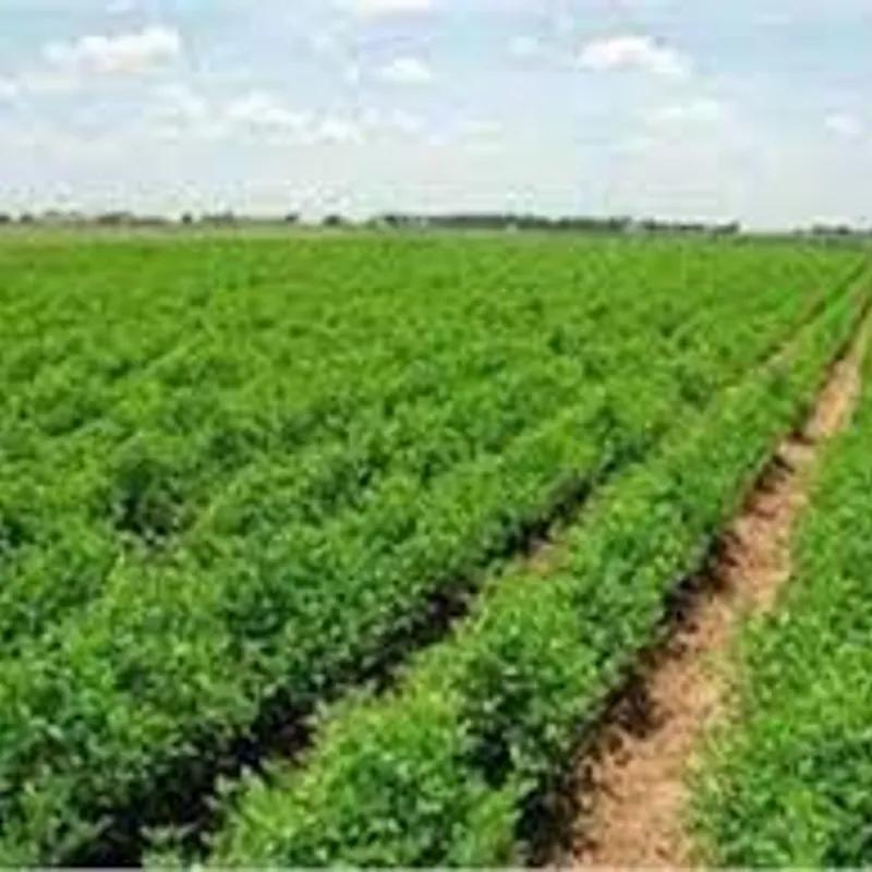 Land agriculture for sale with an area of 14 meters in - Image 3