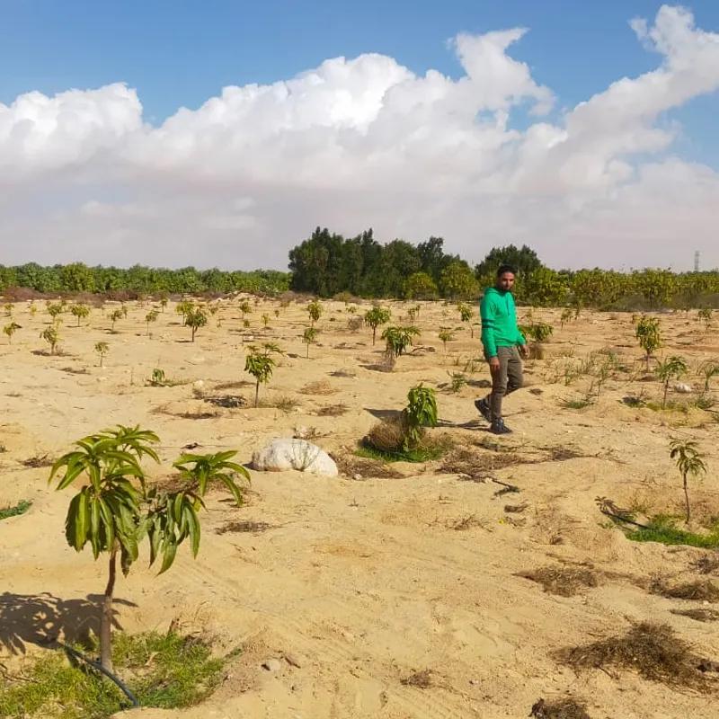 Land agriculture for sale with an area of 74000 meters in South Sinai - All Images