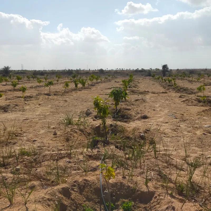 ارض زراعية للبيع بمساحة 74000 متر في جنوب سيناء