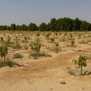 Land agriculture for sale with an area of 74000 meters in South Sinai
