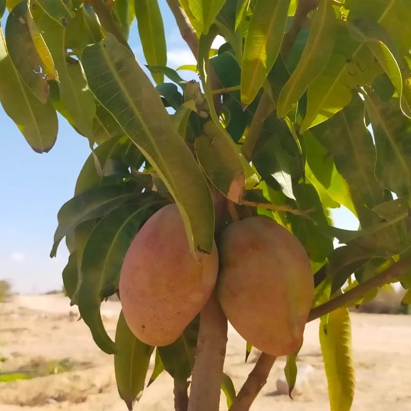 ارض زراعية للبيع بمساحة 74000 متر في جنوب سيناء