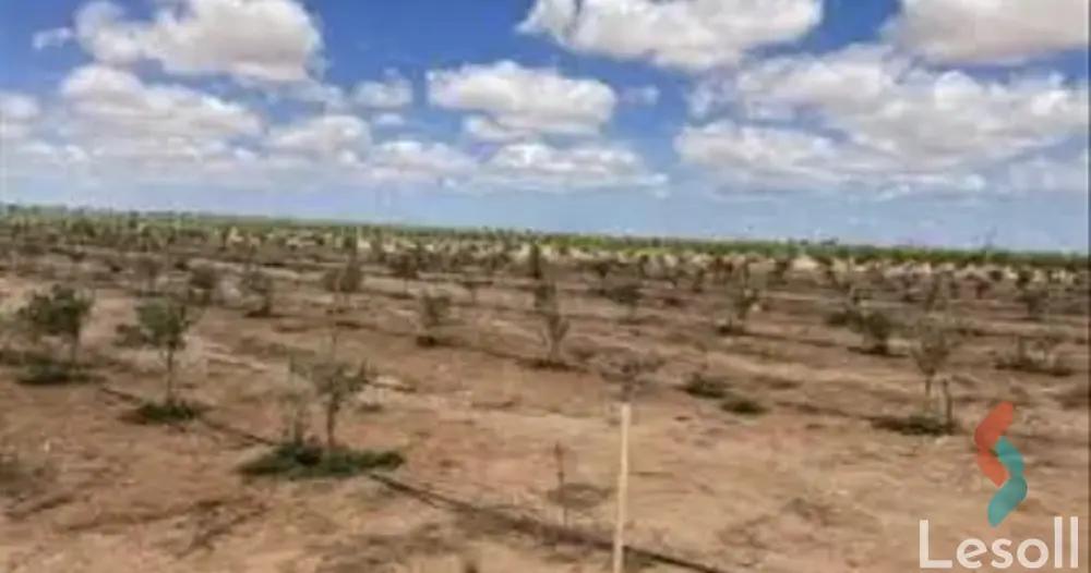 ارض زراعية للبيع بمساحة 21000 متر في النوبارية الجديدة البحيرة