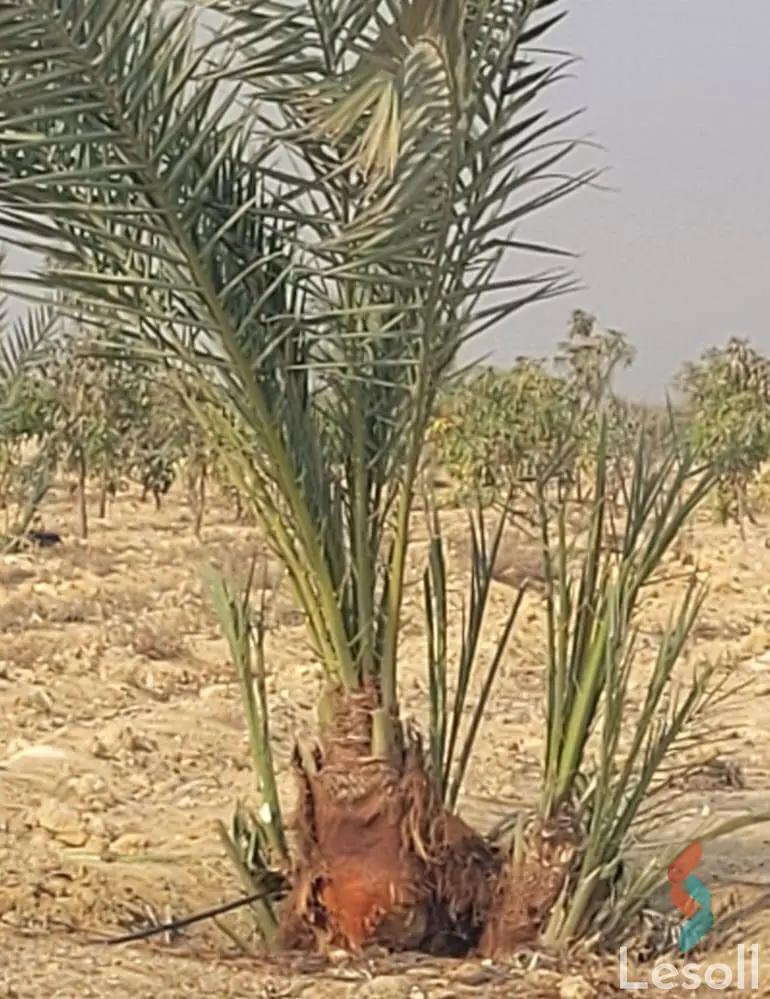 ارض زراعية للبيع بمساحة 8400 متر في طامية الفيوم - صورة 3