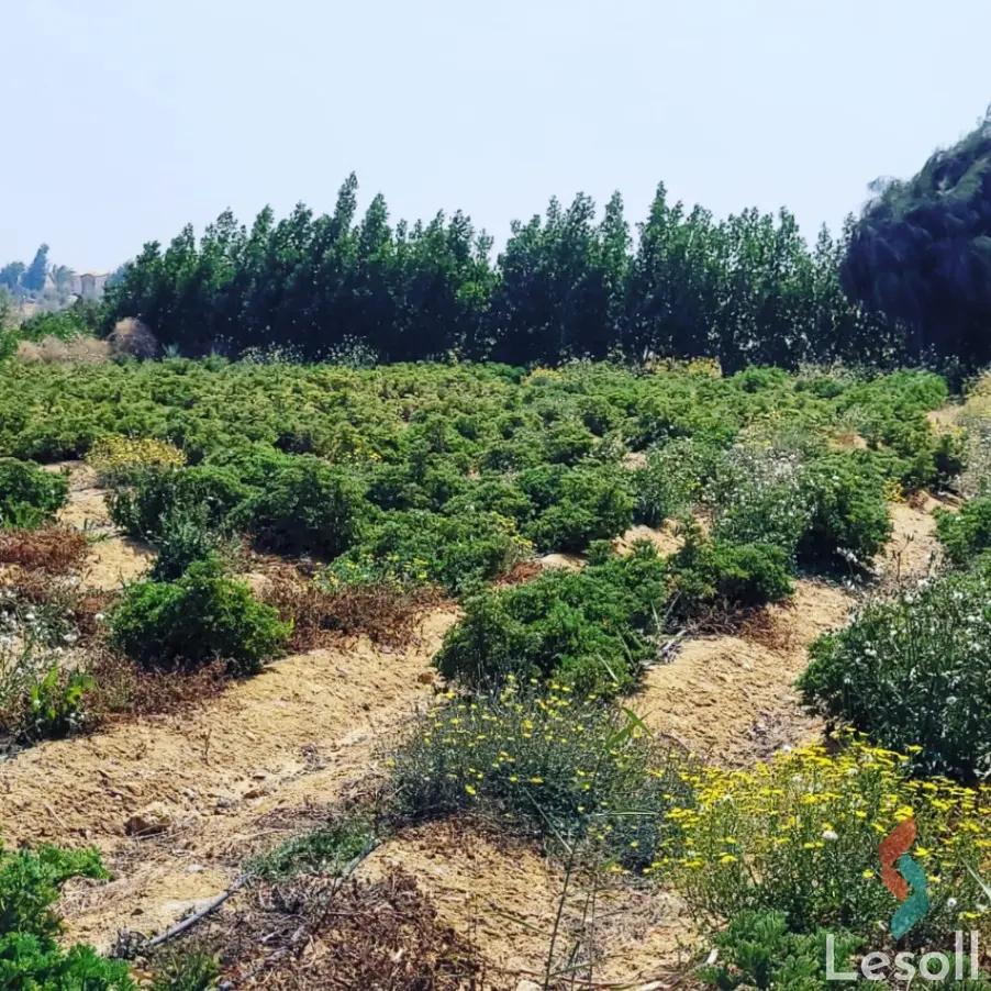 ارض زراعية للبيع بمساحة 8400 متر في طامية الفيوم - صورة 2