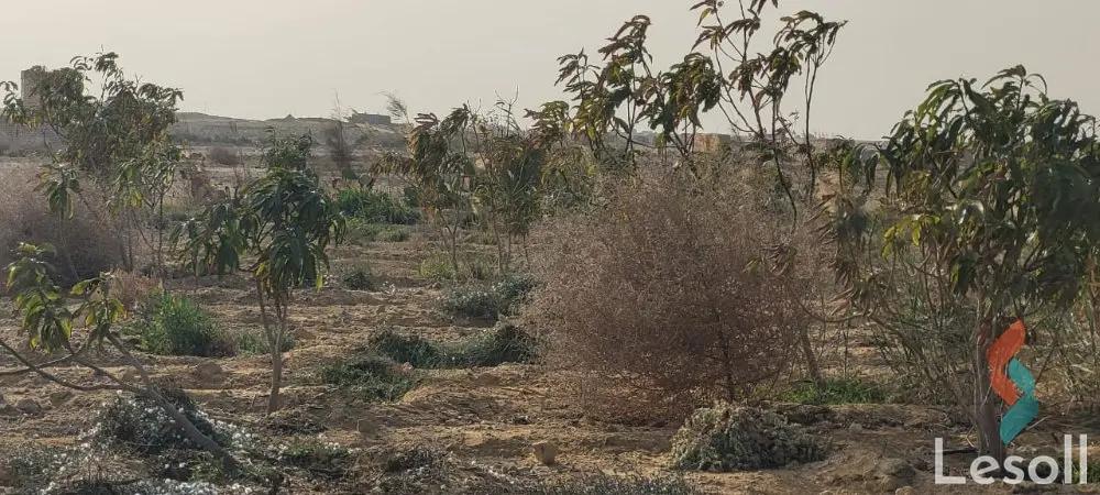 ارض زراعية للبيع بمساحة 8400 متر في طامية الفيوم - صورة 4