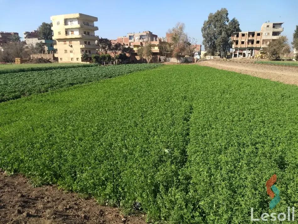 ارض مبانى للبيع بمساحة 3609 متر في الباجور المنوفية - كل الصور