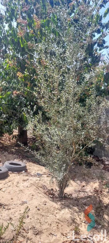 ارض زراعية للبيع بمساحة 2500 متر في الإسماعيلية الإسماعلية