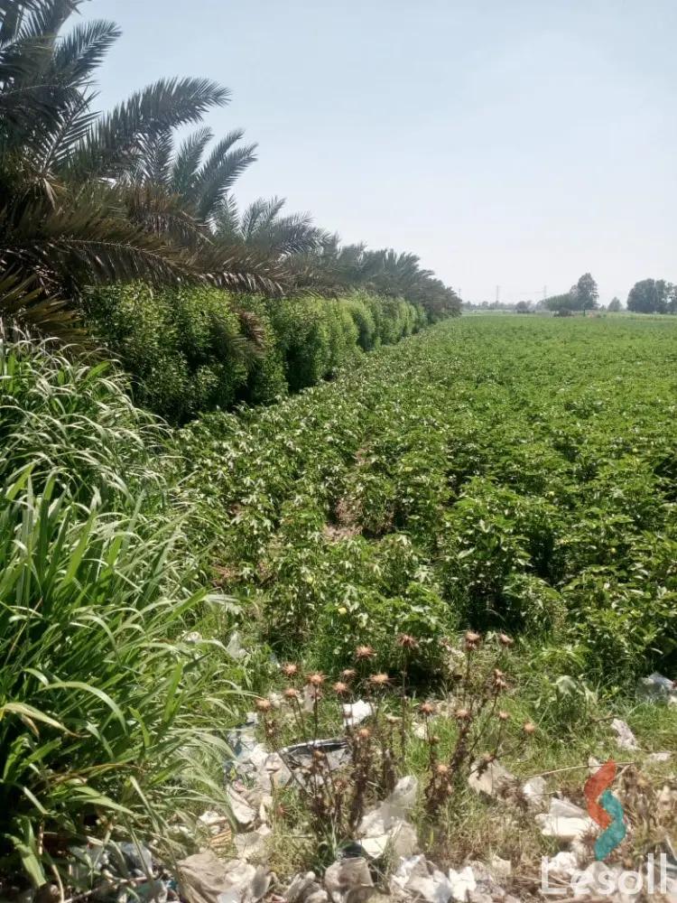 Land agriculture for sale with an area of 8000 meters in Quesna Menofia