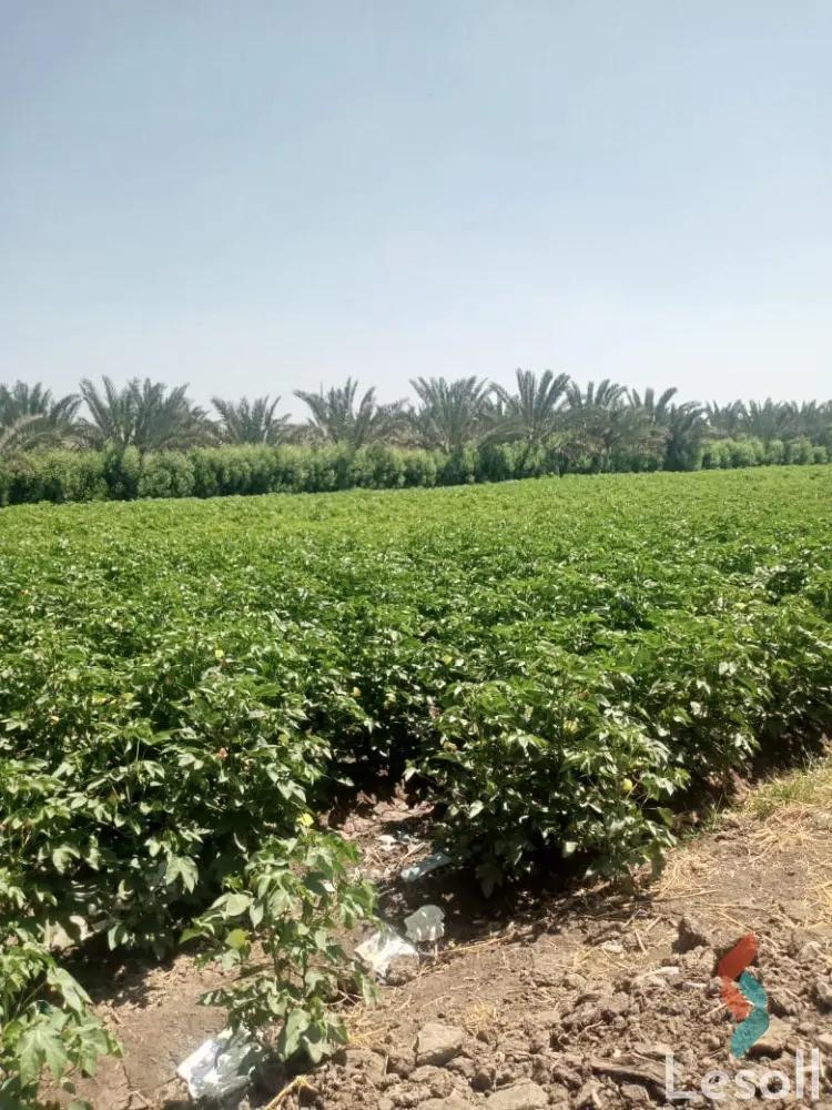 ارض زراعية للبيع بمساحة 8000 متر في قويسنا المنوفية - كل الصور
