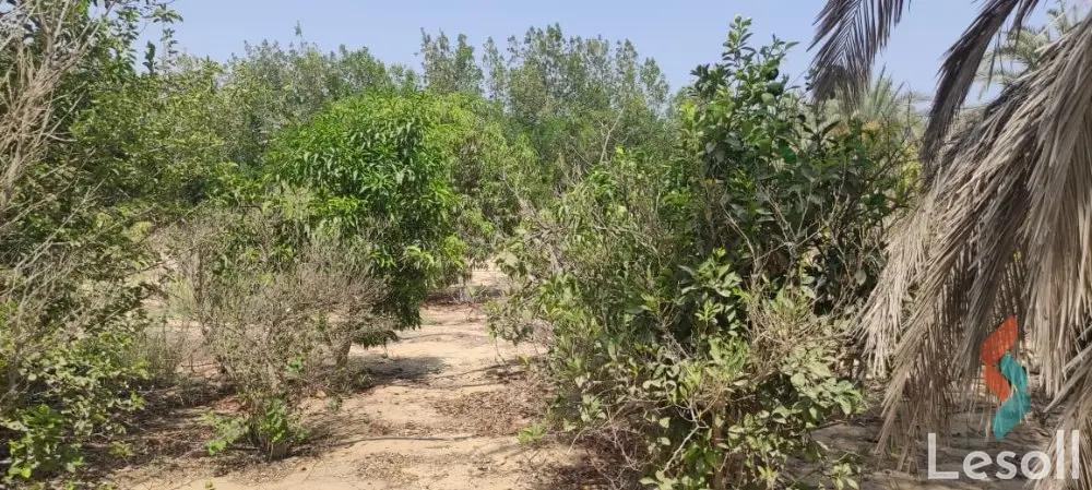 ارض زراعية للبيع بمساحة 5000 متر في الشيخ زايد الجيزة