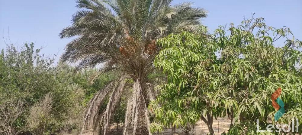 ارض زراعية للبيع بمساحة 5000 متر في الشيخ زايد الجيزة