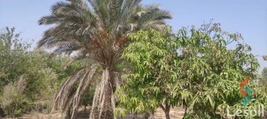 Land agriculture for sale with an area of 5000 meters in Cheikh Zayed Giza