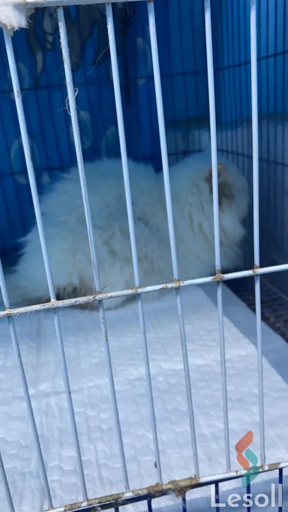 شقة للبيع بمساحة 86 متر و غرفتان في حدائق اكتوبر الجيزة