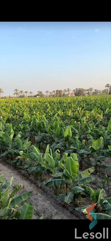 Land agriculture for sale with an area of 175 meters in Kom Hamada Beheira - All Images