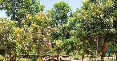 Land agriculture for sale with an area of 42000 meters in El Salihia El Gednumbera Sharkia