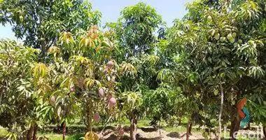 ارض زراعية للبيع بمساحة 42000 متر في الصالحية الجديدة الشرقية