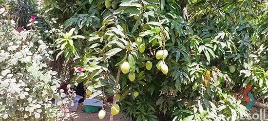 ارض زراعية للبيع بمساحة 42000 متر في الصالحية الجديدة الشرقية