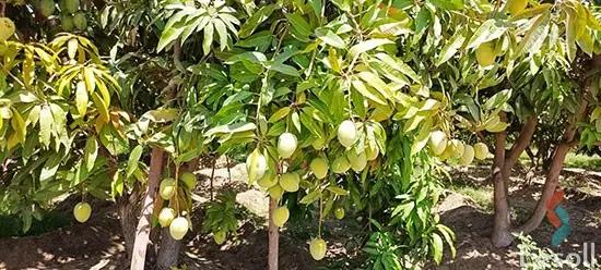 ارض زراعية للبيع بمساحة 42000 متر في الصالحية الجديدة الشرقية