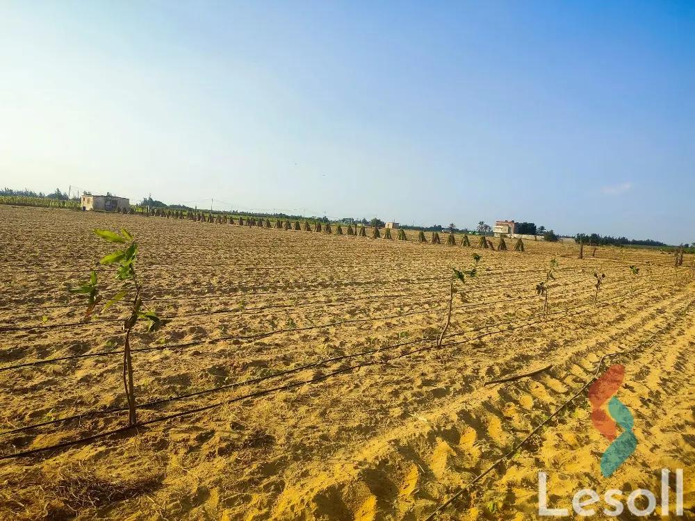 Land agriculture for sale with an area of 21000 meters in Tamiya Fayoum - Image 2