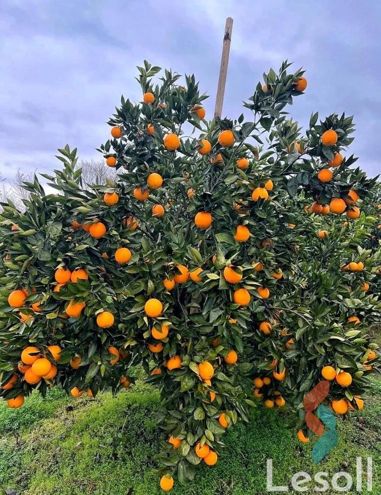 ارض زراعية للبيع بمساحة 43.059 متر في النوبارية الجديدة البحيرة